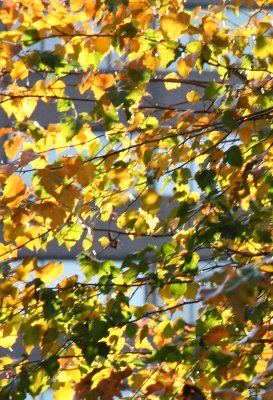 Hawthorne Tree Foliage