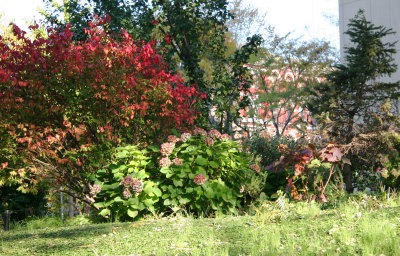 Burning & Hydrangea Bushes