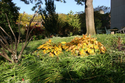 Garden View - Hosta Foliage