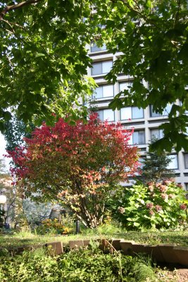 Garden View - Burning Bush