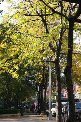 Locust Trees & Downtown View