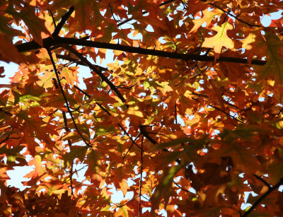 Oak Tree Foliage