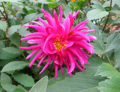 Dahlia