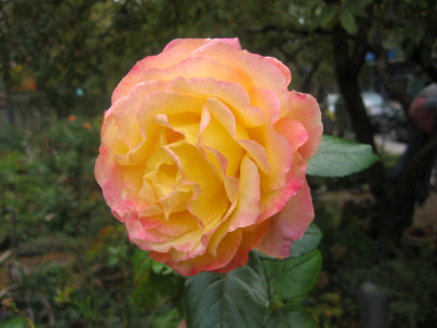 Love & Peace Rose