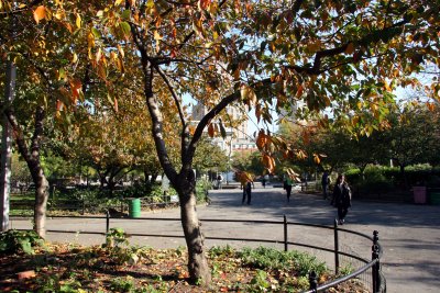 Cherry Tree Foliage - Thompson Street Entrance