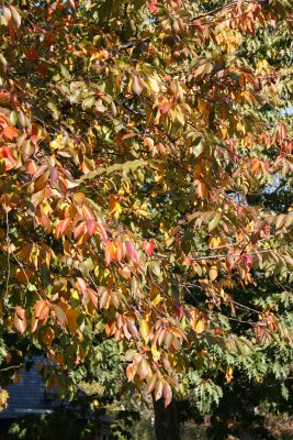 Cherry Tree Foliage