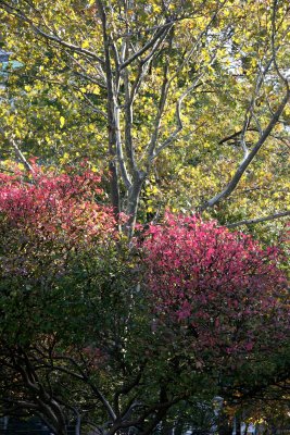 Burning Bush & Sycamore Tree