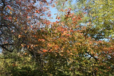 Hawthorne Foliage