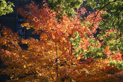 Maple & Scholar Tree Foliage