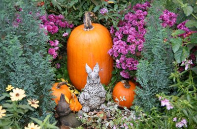 Rabbit, Pumpkins & Chrysanthemum Garden