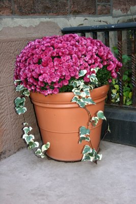 Chrysanthemum & Ivy Pot