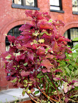 Coleus & NYU's Institute of French Studies