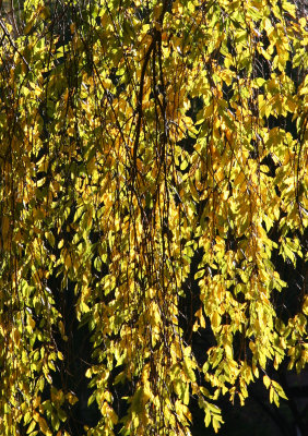 Cherry Tree Foliage - Golden Waterfall