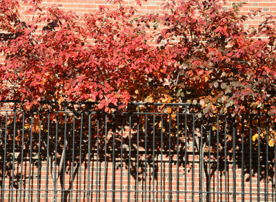 Prunus Tree Foliage - NYU Law School