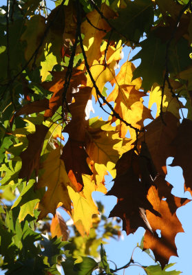 Oak Tree Foliage