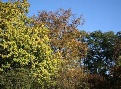 Catalpa, Oak & Linden Tree Foliage