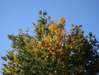 Elm Tree Foliage