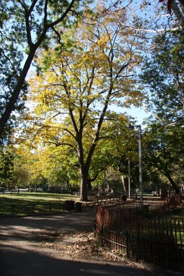 Park View - Elm Tree
