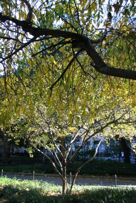 Cherry & Hawthorne Tree Foliage