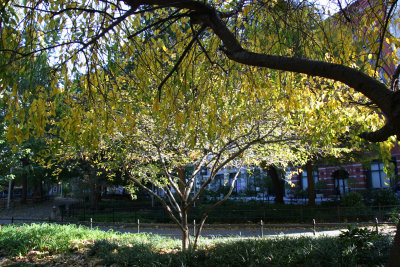 Cherry & Hawthorne Tree Foliage