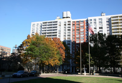 Oak Trees & NYU's Washington Square Village Residences