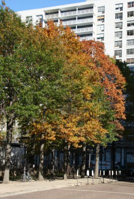 Oak Trees & NYU's Washington Square Village Residences