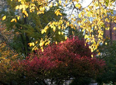 Burning Bush & Golden Elm Foliage