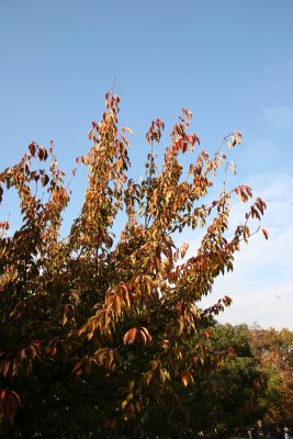 Cherry Tree Foliage