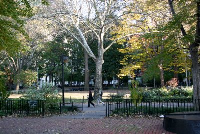 Sycamore Tree & Washington Square East View