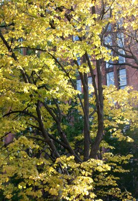 Elm Tree Foliage & NYU Library