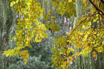 Mulberrry, Willow & Pine Tree Foliage