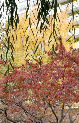 Dogwood, Yellow Maple & Willow
