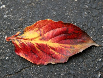 Dogwood Leaf