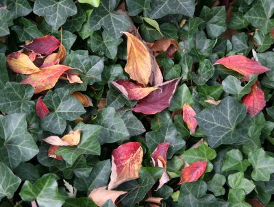Loose Dogwood Foliage in an Ivy Bed