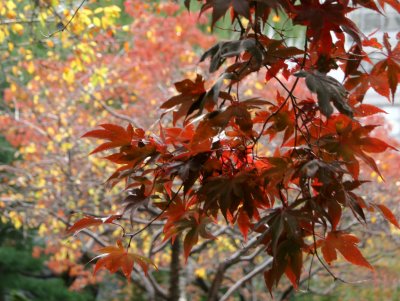 Red Dwarf Maple, Dogwood & Willow