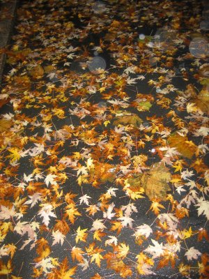 Mostly Loose Yellow Maple Foliage