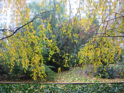 Cherry Tree Foliage & Garden View