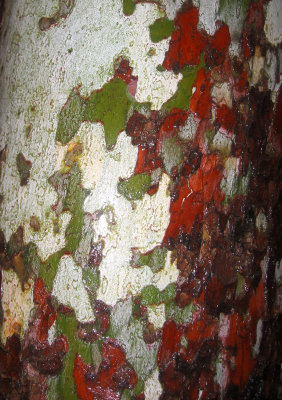 Sycamore Tree Bark in the Rain