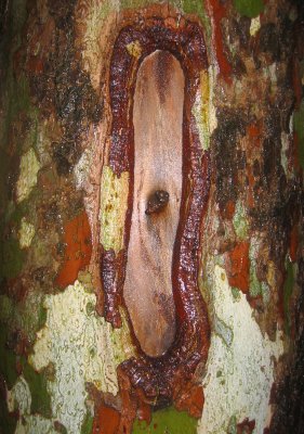 Sycamore Tree Bark in the Rain