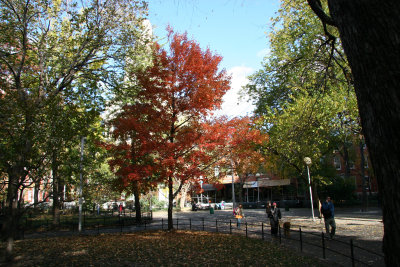 Park View - Maple Tree Foliage