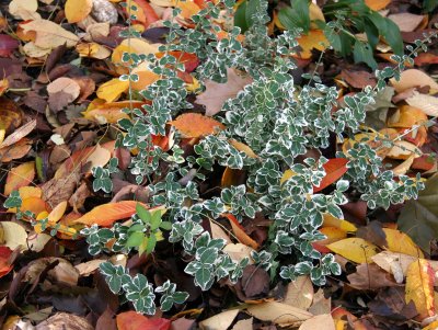 Ground Foliage