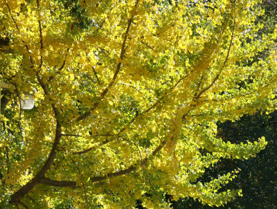 Ginkgo Tree Foliage