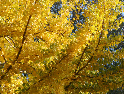 Ginkgo or Maidenhair Tree Foliage