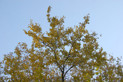 Mulberry Tree Foliage