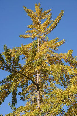 Ginkgo or Maidenhair Tree Foliage