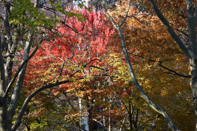 Maple Tree Foliage