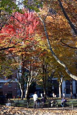 Park View - Maple Tree Foliage