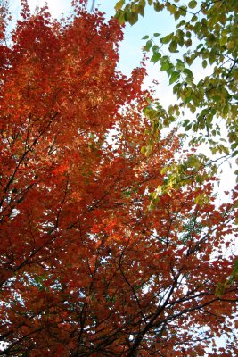 Maple & Osage Orange Foliage