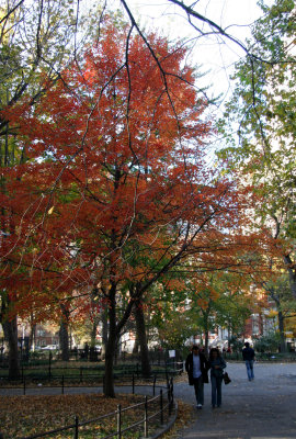Park View - Maple Tree