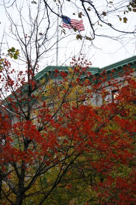 NYU's Main Building & Maple Tree Foliage